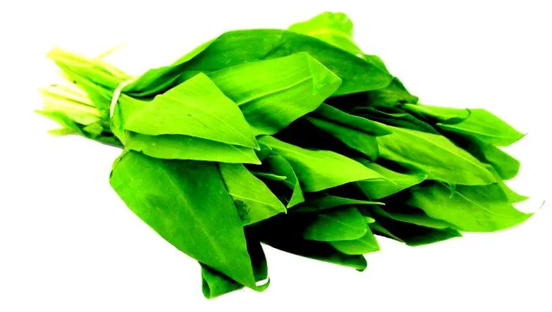 Leurda - leacul natural din pădure. Ce afecţiuni tratăm cu această plantă