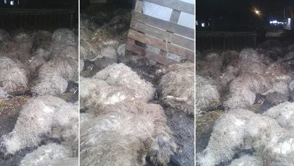 Caz șocant: Sute de oi au murit sufocate după atacul unor animale sălbatice