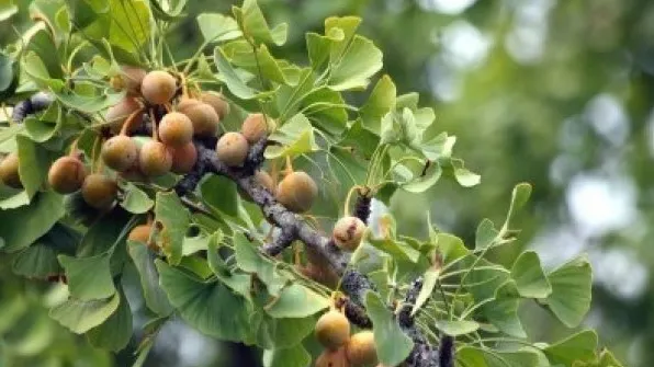 Afecţiuni grave care pot fi tratate de arborele vieţii