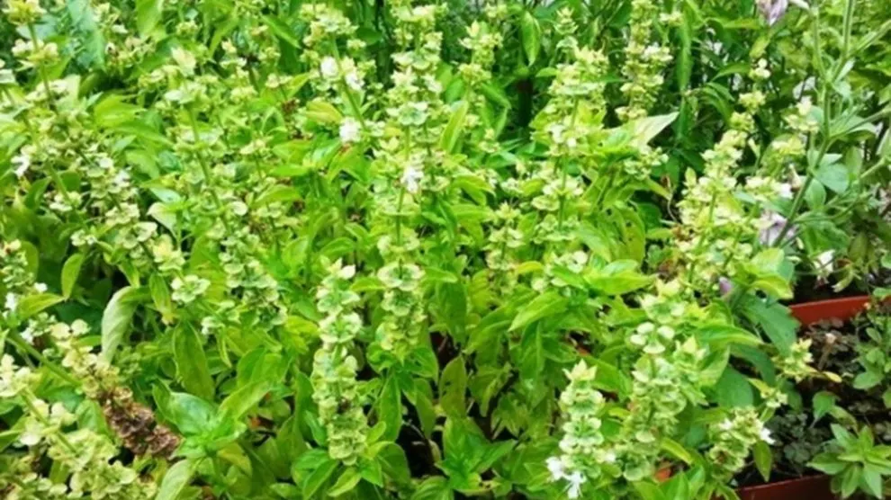 Busuiocul - planta magică. Ce boli poţi vindeca cu ajutorul lui