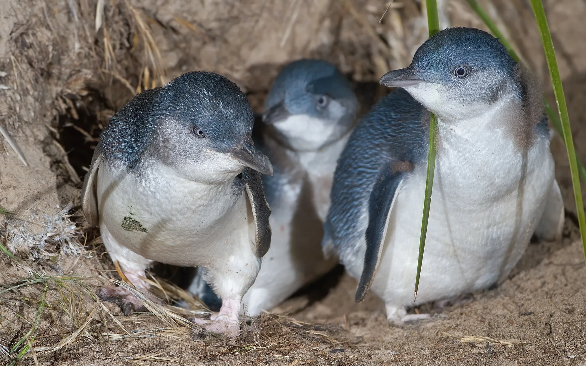 Mii de pinguini au fost găsiţi morţi pe coasta Noii Zeelande
