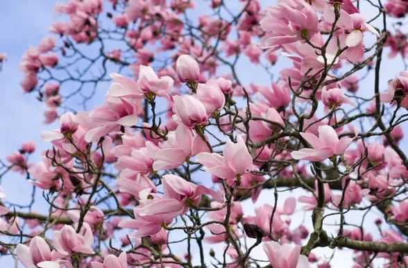Cum se înmulţeşte magnolia. Trucuri pentru o grădină de vis!