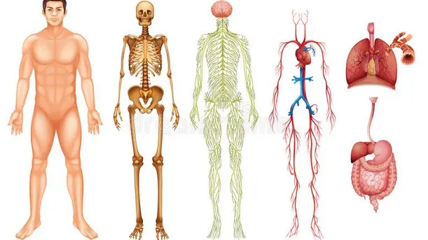 Medicamentul natural cu performanţe greu de egalat. Vindecă ficatul, plămânii, reglează metabolismul