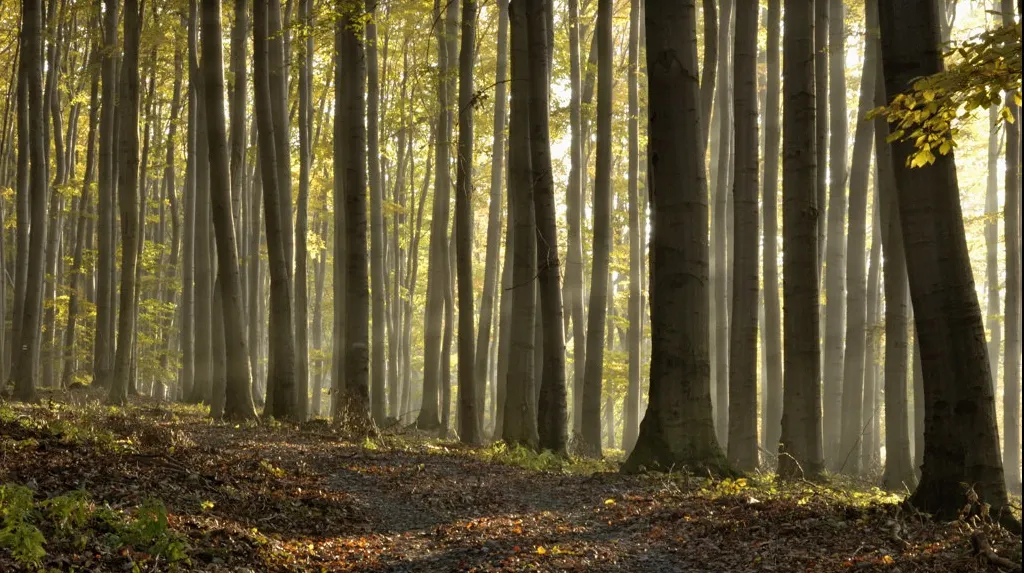 Mergeau prin pădure şi au făcut o descoperire şocantă. Au sunat imediat la 112!