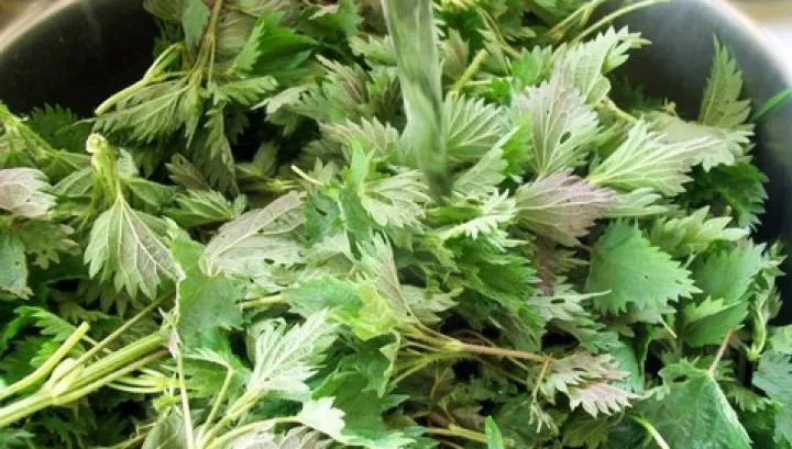 Limonada de urzici tratează anemia şi curăţă ficatul. Cum se prepară