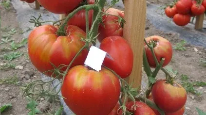 Cum să deosebești roșiile românești de cele de import