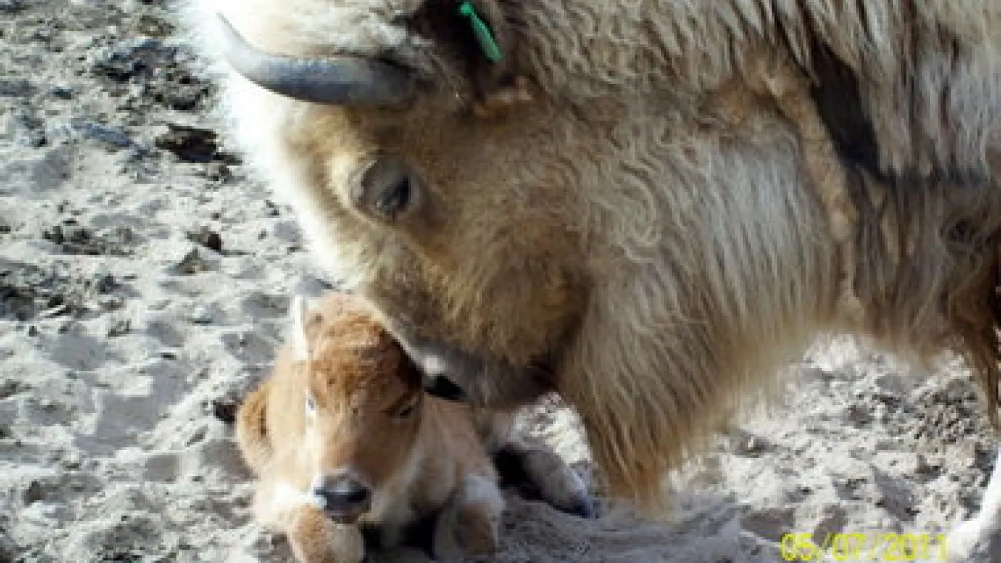Carnea de bizon a fost înlocuită cu cea de porc, mult mai ieftină