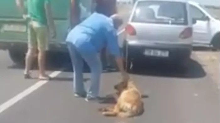 Cruzime fără margini în Teleorman. Un profesor şi-a legat câinele de maşină și l-a târât pe drum