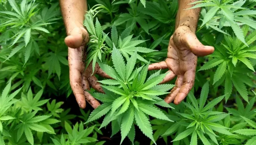 Plantație de canabis, descoperită într-o seră din Dâmbovița