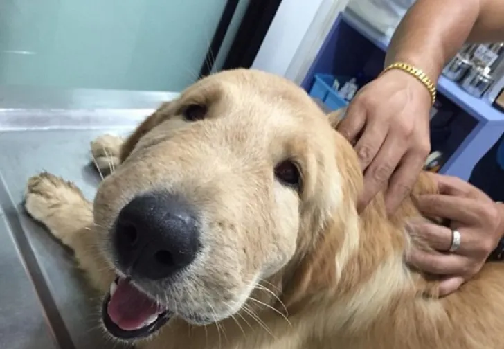 E tot un zâmbet, deşi a fost înţepat de o viespe. Imagini adorabile cu un pui de căţel ghinionist