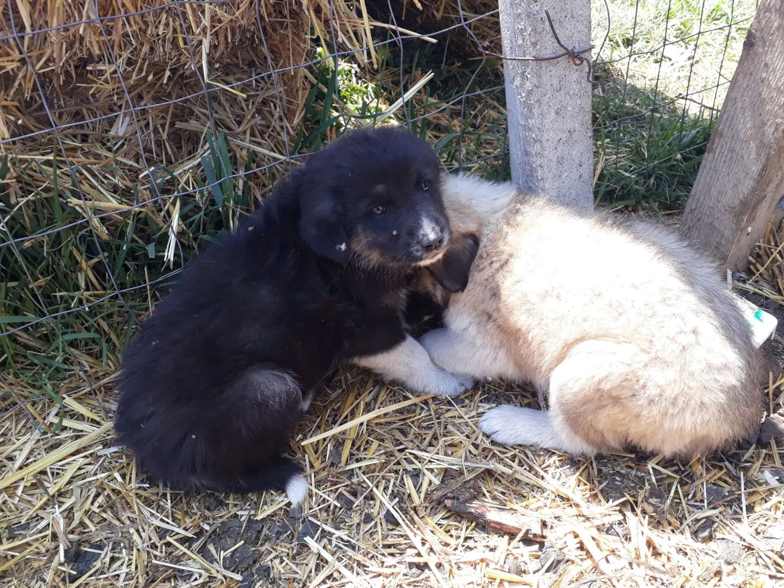 Incendiu. Suflete nevinovate salvate din calea flăcărilor. Imagini emoţionante
