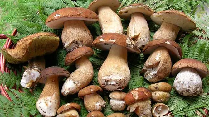 Cel puţin 11 morţi şi sute de persoane spitalizate, după ce au consumat ciuperci otrăvitoare