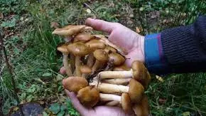 Tu ştii cum descoperi dacă ciupercile sunt otrăvitoare?