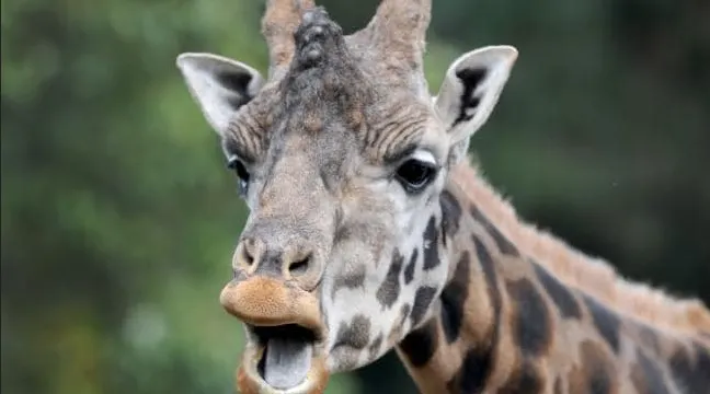 Doliu în lumea filmului! Cineast celebru, mort după ce a fost lovit de o girafă