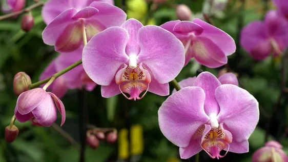 Ce faci cu tija de la orhidee după ce au căzut toate florile: o tai sau o păstrezi?