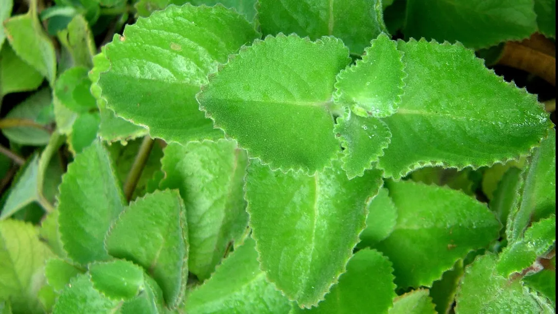 Planta vaporub poate trata sinuzita, răceala și astmul. Uite cum trebuie să o utilizezi!