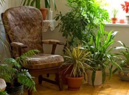 Plantele din casă care ne ucid. Vampirii energetici de lângă noi 