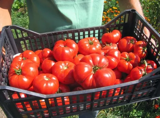 Cum deosebeşti roşiile româneşti de cele de import
