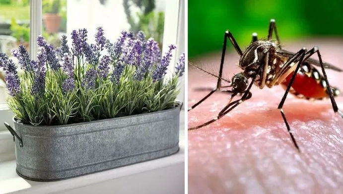 14 plante care țin țânțarii la distanță și miros grozav