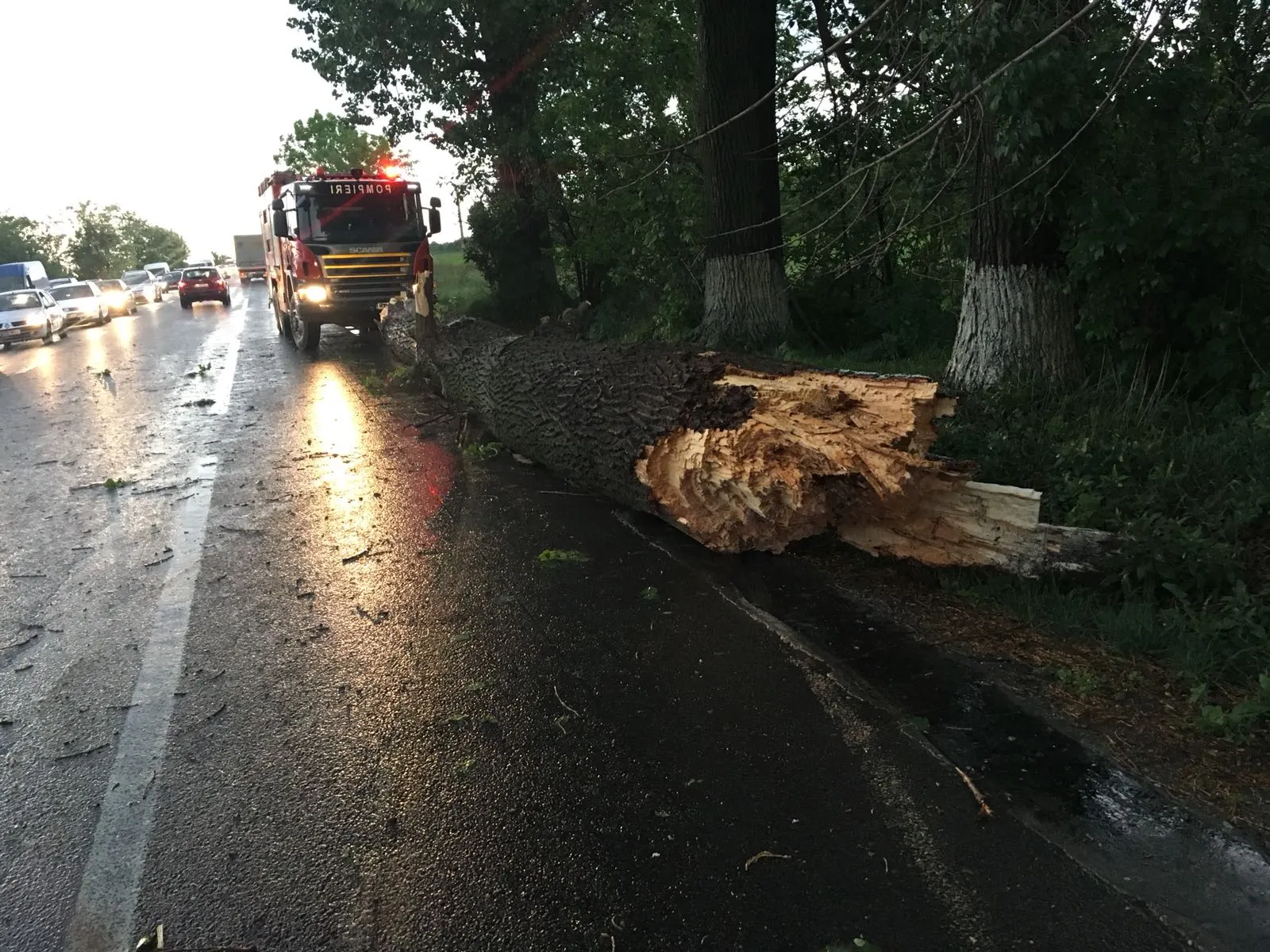 Efectele vijeliei. Copac doborât de vânt pe DN2. Traficul a fost blocat