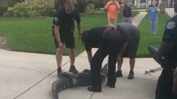 CLIPE DE GROAZĂ: Un poliţist a fost atacat de un aligator. Video şocant