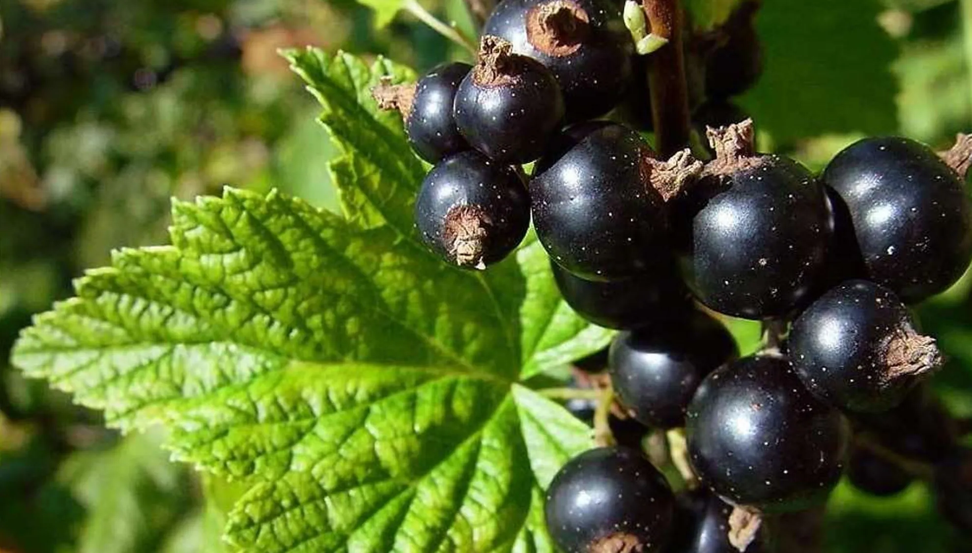 Coacăzul-negru, antialergic natural