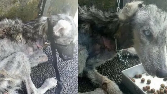 A găsit animalul aproape mort, pe stradă. Când i-a văzut ochii, l-a şi luat acasă. Ce era creatura