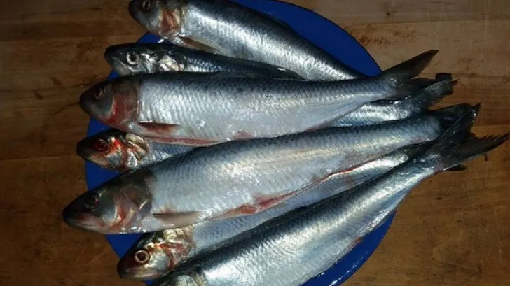 Acest peşte miraculos îţi curăţă vasele de sânge de colesterol