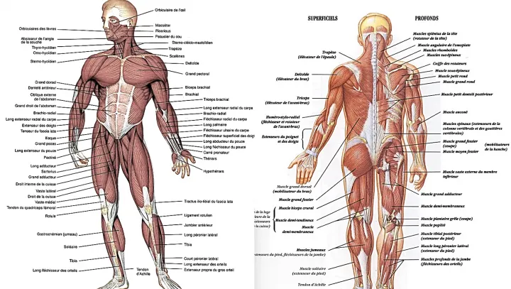 Subiecte BAC 2018 Anatomie. Greşeala pe care mulţi elevi au făcut-o: Afecţiunile sistemul excretor