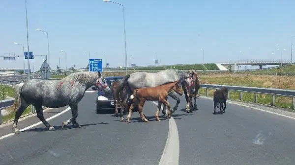 Imagini șocante pe A1! Cai lăsați liberi pe șosea, omorâți de mașini