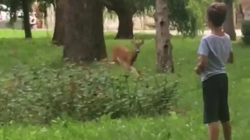 Surpriză colosală pentru vizitatorii unui parc: căprioare la plimbare