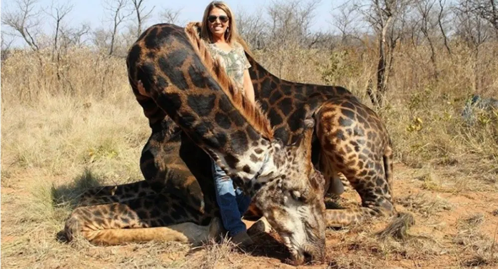 A împușcat o girafă și a pozat lângă animal. Ce a urmat după acest moment este incredibil
