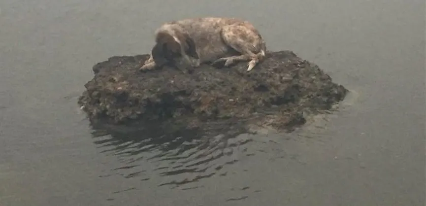 Oameni și animale fug spre mare din calea flăcărilor, în Grecia. Imaginile care fac înconjurul lumii