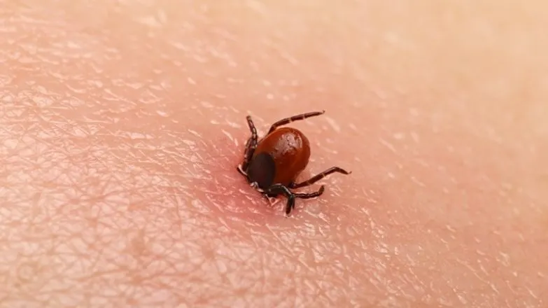 Căpuşele, adevăraţi vampiri. Preferă o anumită grupă de sânge