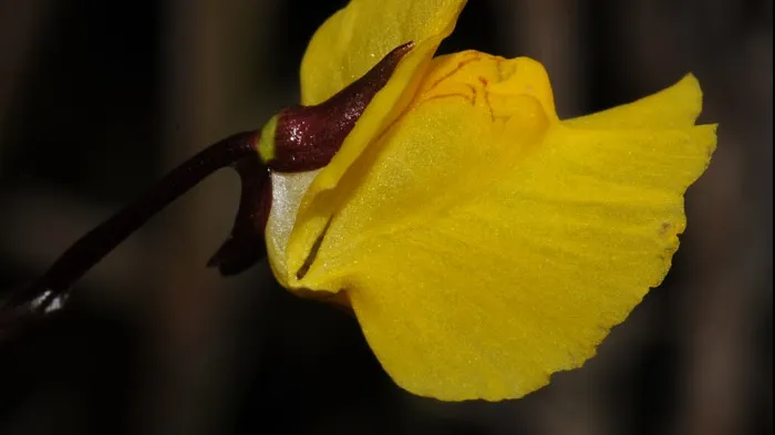 Plantă carnivoră descoperită în Satu-Mare
