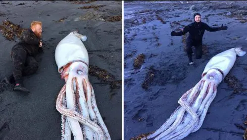 Monstru marin care a pus pe jar turiștii de pe o plajă