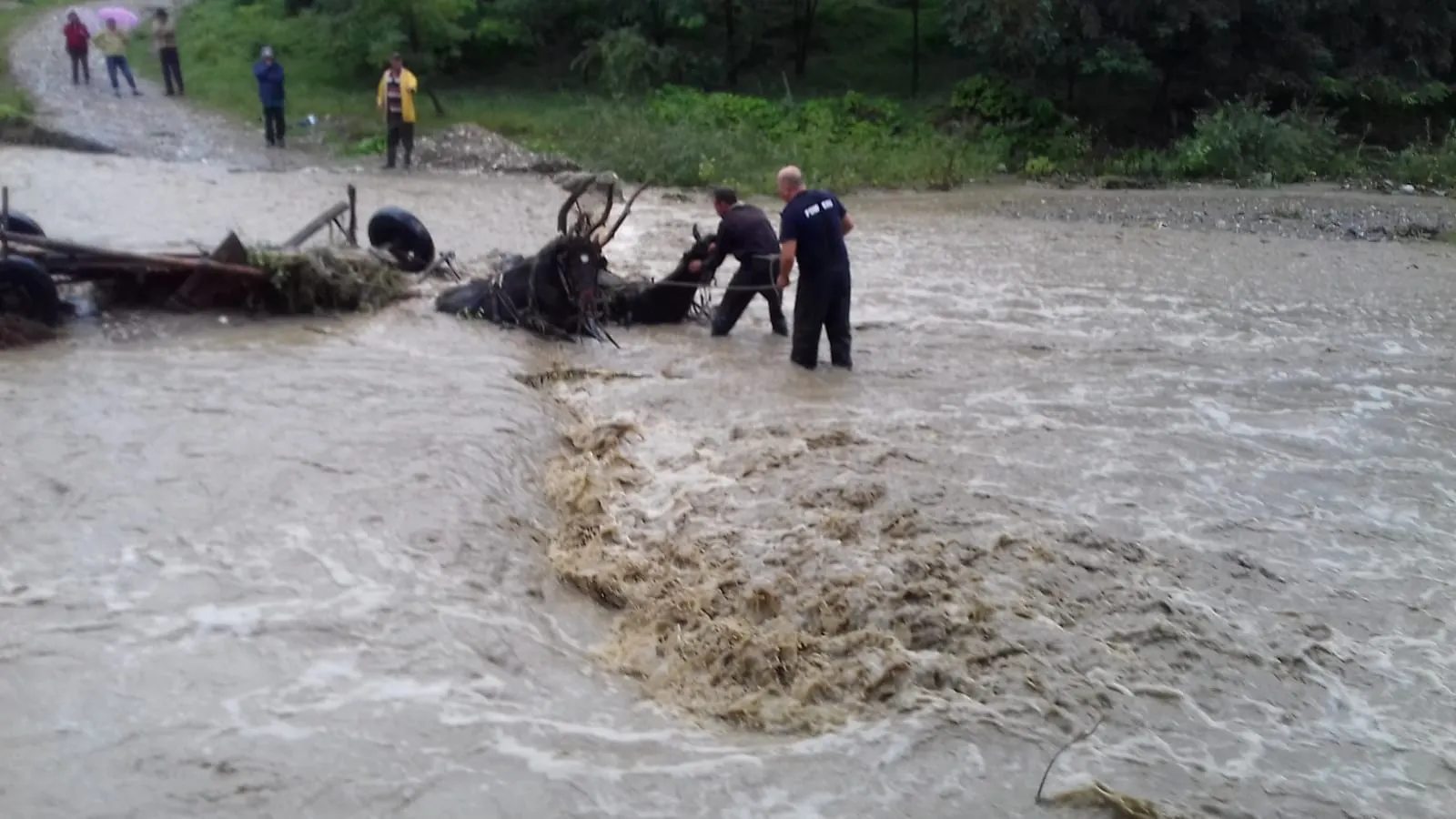 Căruţă luată de viitură, cu tot cu oameni şi cai (VIDEO)