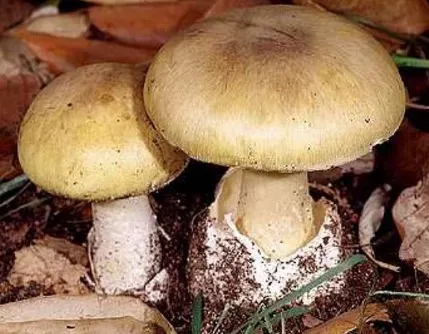 Au cumpărat ciuperci din piaţă. Ce a urmat este teribil: 11 morţi şi 800 de persoane internate!