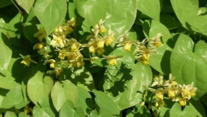 Această plantă este mai puternică decât Viagra! Efectele i-au uimit până şi pe medici!