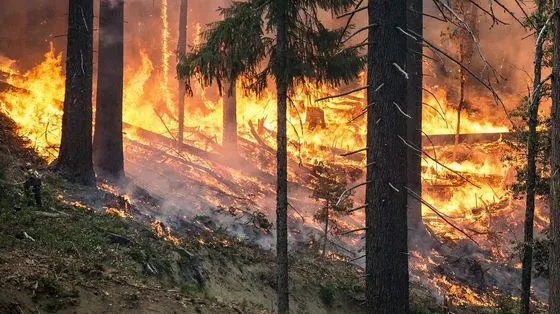 INCENDIU de vegetaţie şi în România. Pompierii intervin în forţă 