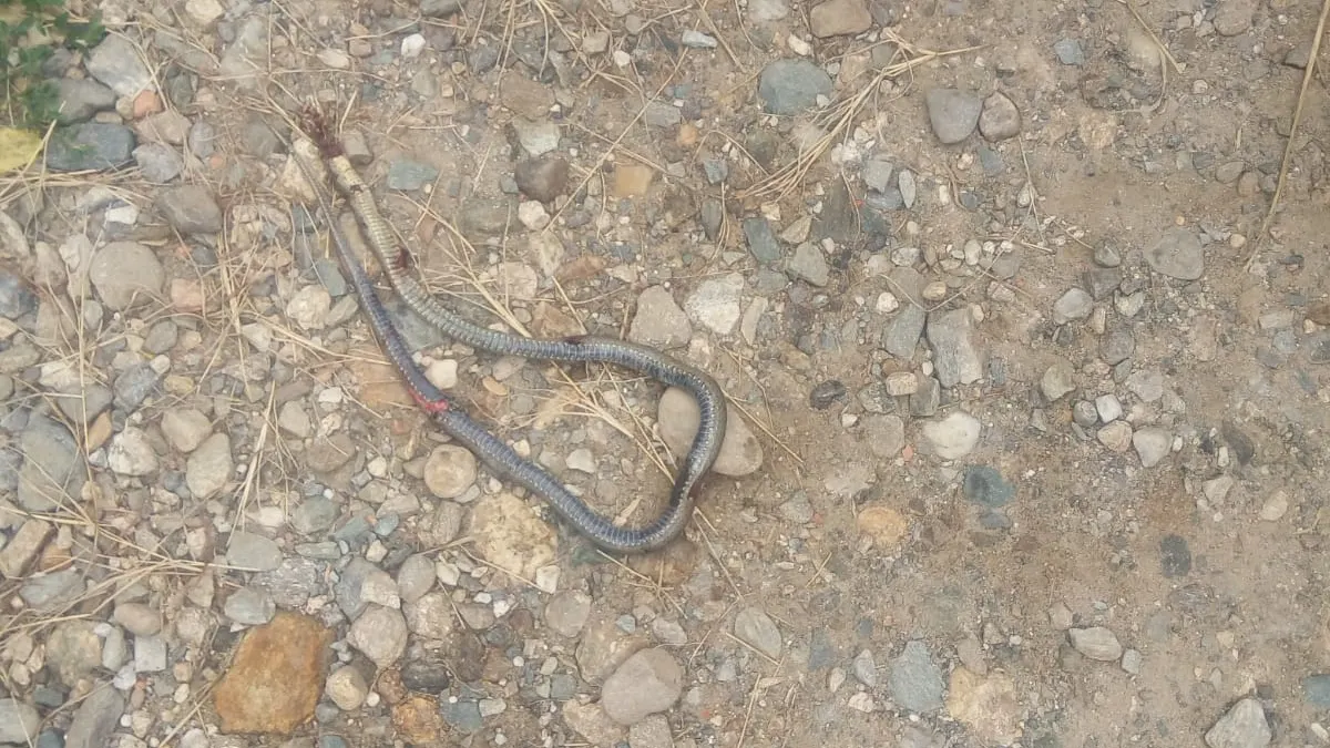 Un copil de 6 ani a fost muşcat de şarpe, la Slimnic