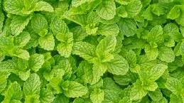 Grădina din bucătărie. Plante aromatice pe care le poţi creşte în casă