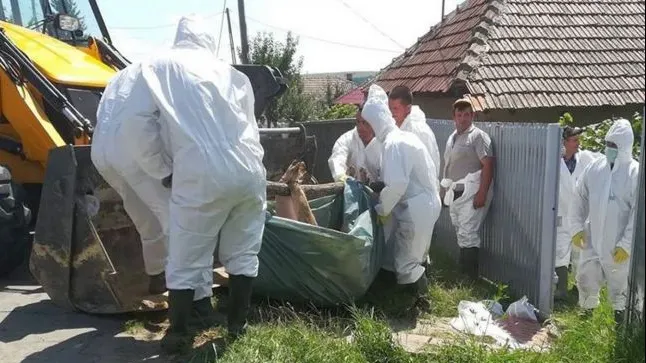 Pesta porcină se extinde, autorităţile nu mai fac faţă (VIDEO)