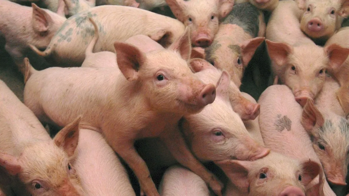 Bruxelles-ul cere măsuri mai dure contra gripei porcine