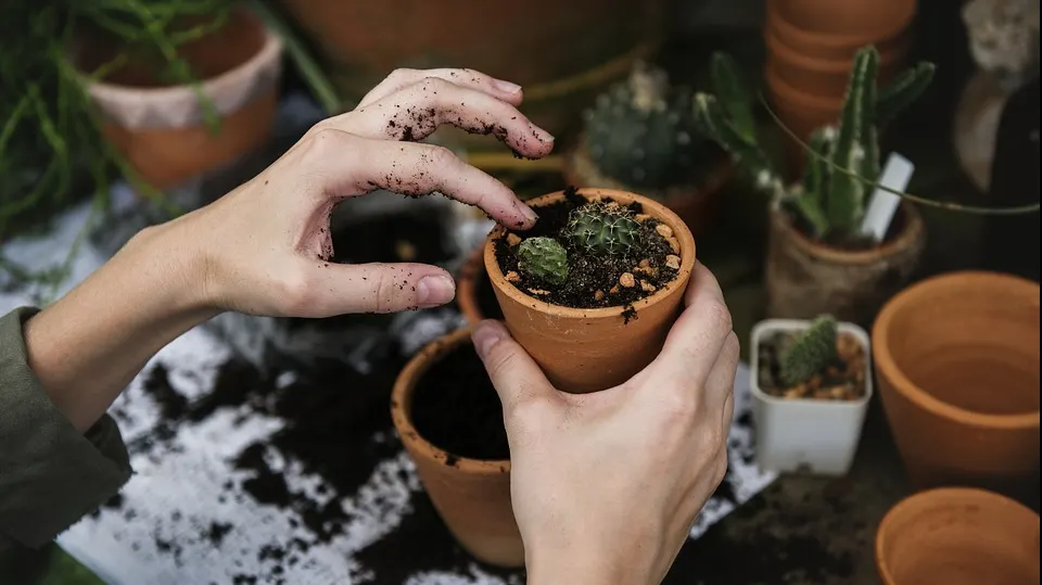 Ce se întâmplă dacă stropești plantele cu apă în care au fiert cartofi