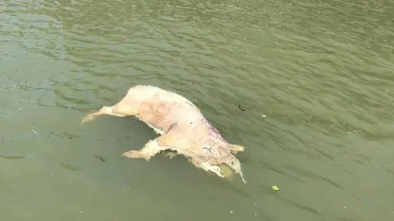 Imagini revoltătoare şi dezgustătoare: cadavre de porci pe Dunăre. AVERTISMENTUL autorităţilor 