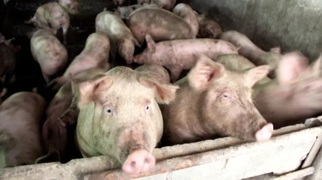 Anunţul mult aşteptat în legătură cu carnea porcilor bolnavi 