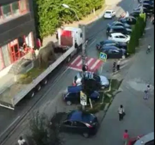 Reacții dure după ce un elefant a fost plimbat pe un camion în Sighetu Marmației