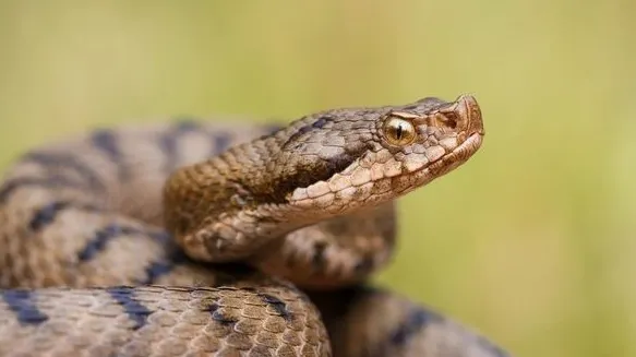 Şarpe de 1,20 metri, descoperit într-o maşină din Drobeta Turnu Severin