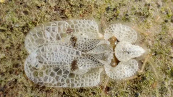 Tigrul platanului. Cât de periculoasă este, de fapt, insecta care îi terorizează pe bucureşteni